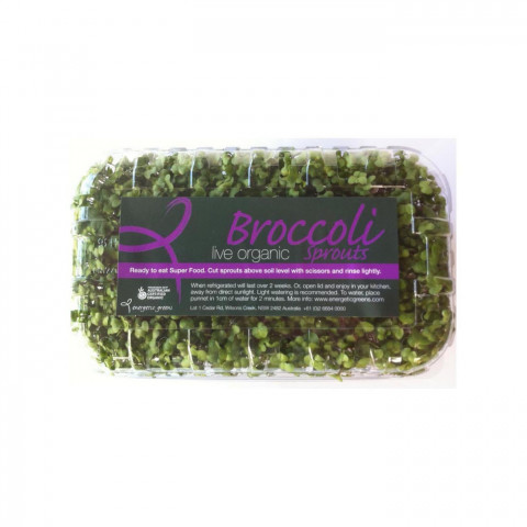 Broccoli Sprouts Live