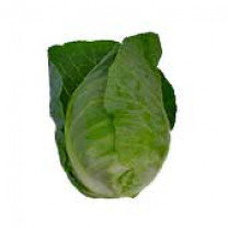 Sugarloaf Cabbage