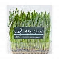 Wheatgrass Live