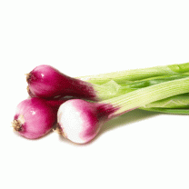 Spanish Spring Onions